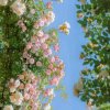 落花伊人的头像