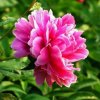 花木丹的头像