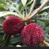 春暖花开的头像