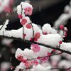 傲雪红梅的头像