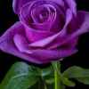 紫玫瑰（暂退）的头像