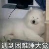 顾苏的头像