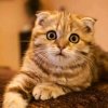 玖月顾雨½猫的头像
