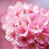 芳芳的头像