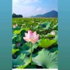 何仙姑的头像