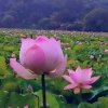 粉莲的头像