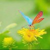 蝴蝶为花而醉！的头像