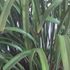 阳光阁韵诗的头像