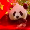 信吉吉的头像