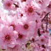 桃花的头像
