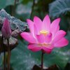 花旦的头像