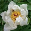 花蜜人的头像