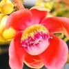 聆听、花开的头像