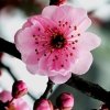 冰韵梅（戴耳机聆听）的头像