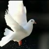 白鸽的头像