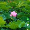 淡然一笑的头像