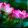 清菏的头像
