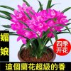 蓝天之星的头像