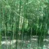 日出的头像