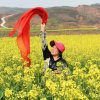夏菊的头像