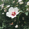 钧天♬ 栀子花开的头像