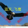蓝天…飞鹰（听歌只求花一朵，送礼拉黑！！！）的头像