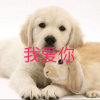 渴望永恒的爱情，，，的头像