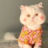 微笑_全国民族合唱团微信教学的头像