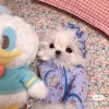 团团的头像