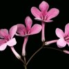 春暖花开的头像