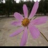 花开花落的头像