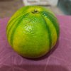 西瓜橘子的头像