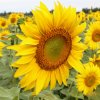 向日葵的头像