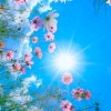 ❦虫虫（卸载）的头像