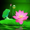 荷花(主号)的头像