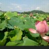 风景如画的头像