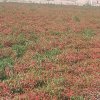 云霄农民的头像