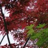 枫（休）的头像