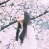 沉默樱花树下的头像