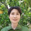 太阳绿叶的头像
