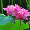 荷花的头像