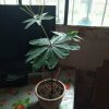 青山绿水的头像