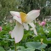 樱花的头像