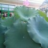 李志鹏的头像