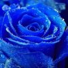 蓝玫瑰的头像