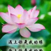 冰雪的头像