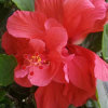彼岸花开的头像