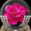 红玫瑰的头像