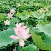 荷花的头像
