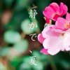 andy的头像